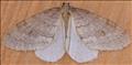 1800 (70.105) Northern Winter Moth